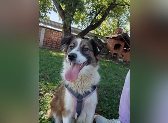 Sand - Australian Sheperd Mischling