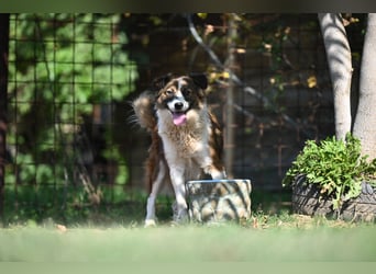 Sand - Australian Sheperd Mischling