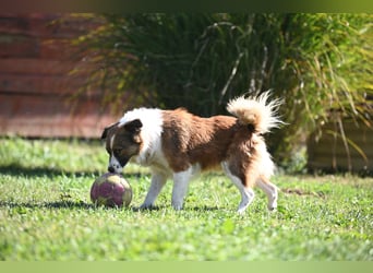 Sand - Australian Sheperd Mischling