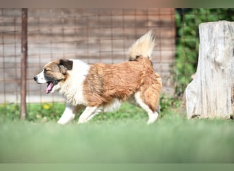 Sand - Australian Sheperd Mischling