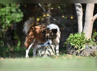 Sand - Australian Sheperd Mischling