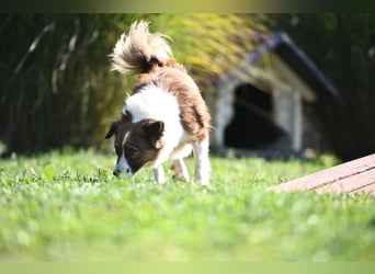 Sand - Australian Sheperd Mischling
