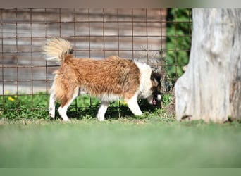 Sand - Australian Sheperd Mischling