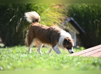 Sand - Australian Sheperd Mischling