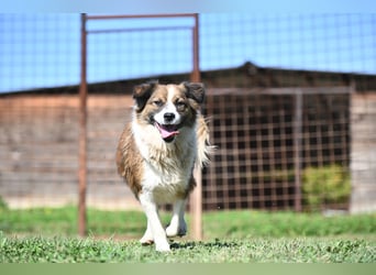 Sand - Australian Sheperd Mischling