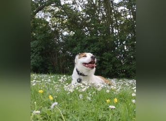 Kaninchen - Australien Shepherd Mix