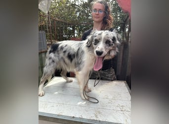 Mona sucht ein Zuhause voller Liebe