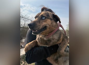 Rezeda wartet auf ihr großes Glück