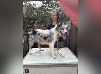 Mona sucht ein Zuhause voller Liebe