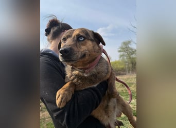 Rezeda wartet auf ihr großes Glück