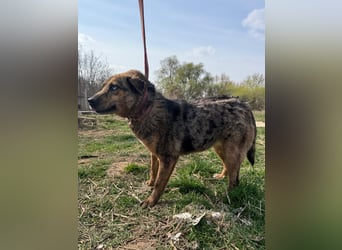 Rezeda wartet auf ihr großes Glück