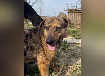 Rezeda wartet auf ihr großes Glück