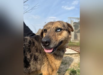 Rezeda wartet auf ihr großes Glück