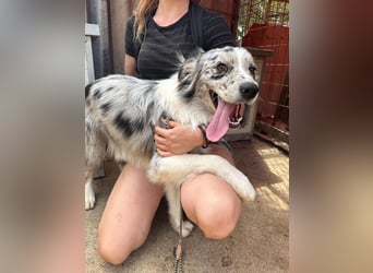 Mona sucht ein Zuhause voller Liebe