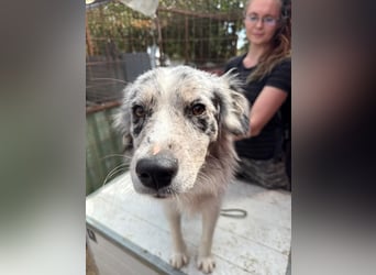 Mona sucht ein Zuhause voller Liebe