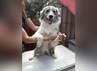 Mona sucht ein Zuhause voller Liebe