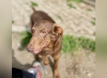 Zutraulicher Australian Shepherd ähnlicher Hundejunge, 7Mon., 40 cm