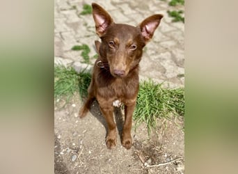 Zutraulicher Australian Shepherd ähnlicher Hundejunge, 7Mon., 40 cm