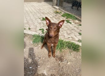 Zutraulicher Australian Shepherd ähnlicher Hundejunge, 7Mon., 40 cm