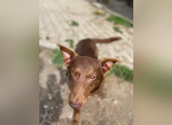 Zutraulicher Australian Shepherd ähnlicher Hundejunge, 7Mon., 40 cm