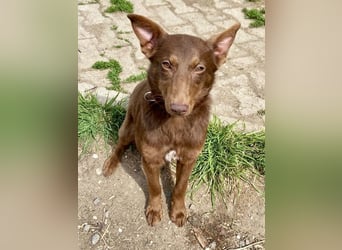 Zutraulicher Australian Shepherd ähnlicher Hundejunge, 7Mon., 40 cm