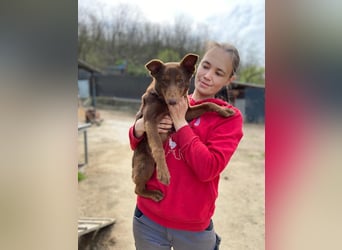 Zutraulicher Australian Shepherd ähnlicher Hundejunge, 7Mon., 40 cm