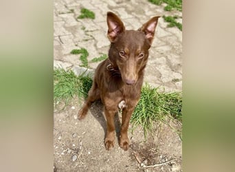 Zutraulicher Australian Shepherd ähnlicher Hundejunge, 7Mon., 40 cm