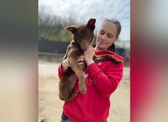 Zutraulicher Australian Shepherd ähnlicher Hundejunge, 7Mon., 40 cm