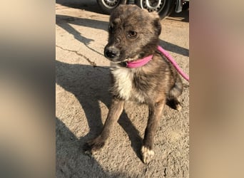 Mogli sucht ein erfahrenes Zuhause