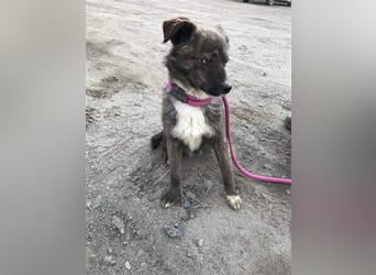 Mogli sucht ein erfahrenes Zuhause