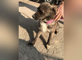 Mogli sucht ein erfahrenes Zuhause