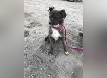 Mogli sucht ein erfahrenes Zuhause