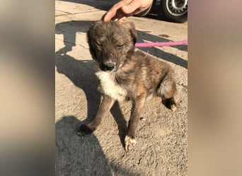 Mogli sucht ein erfahrenes Zuhause