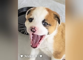 Milka und Milla suchen ab März ein Zuhause