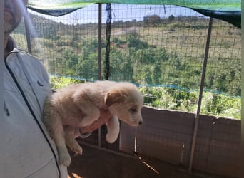 Milena, Milka, Milla, Molly und Minnie suchen ab März ein Zuhause