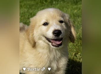 Update: Nur Bertie und Bonnie  suchen  noch ab August ein Zuhause