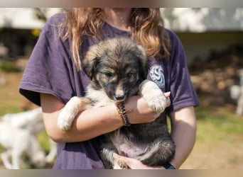 Ava, Aris und Alma suchen  ein Zuhause