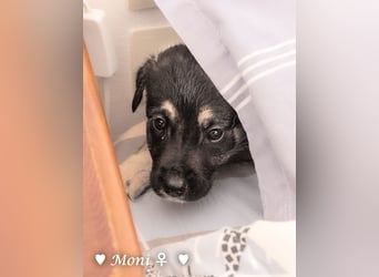 Moni, Martha, Mira und Mary suchen ab März ein Zuhause