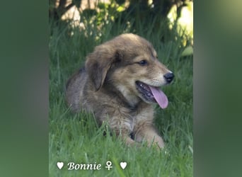 Update: Nur Bertie und Bonnie  suchen  noch ab August ein Zuhause