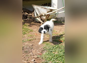 Ava, Aris und Alma suchen  ein Zuhause