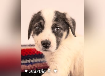 Angefragt:  Milla sucht ab März ein Zuhause