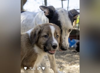 Zwei Fellknäuel  suchen ein Zuhause