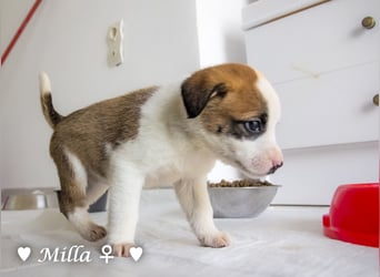 Milena, Milka und Milla suchen ab März ein Zuhause
