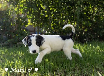 Update: Nur Mabo sucht noch ein Zuhause