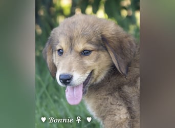 Bernie, Bertie und Buddy suchen ab August ein Zuhause