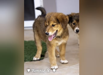 Bernie, Bertie und Buddy suchen ab August ein Zuhause