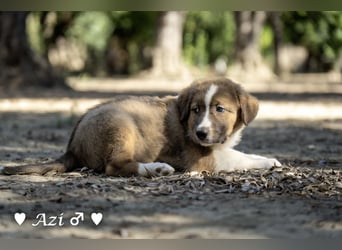 Zwei Fellknäuel  suchen ein Zuhause