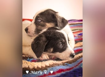 Moni, Martha, Mira und Mary suchen ab März ein Zuhause