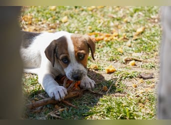 Stella, Alma und Brio suchen  ein Zuhause