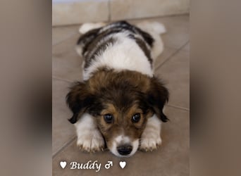 Bernie, Bertie und Buddy suchen ab August ein Zuhause